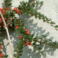 Wall Cotoneaster